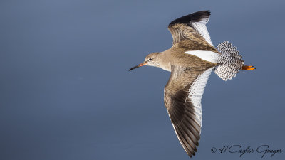 Common Redshank - Tringa totanus - Kızılbacak