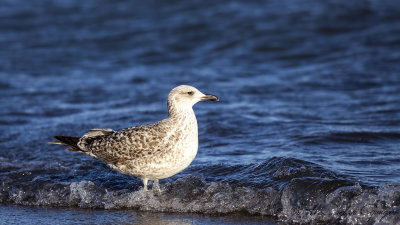 Yellow-legged Gull - Larus michahellis - Gümüş martı