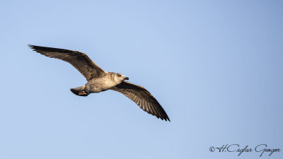 Yellow-legged Gull - Larus michahellis - Gümüş martı