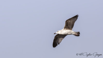 Yellow-legged Gull - Larus michahellis - Gümüş martı