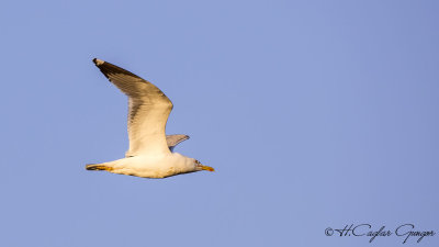 Yellow-legged Gull - Larus michahellis - Gümüş martı
