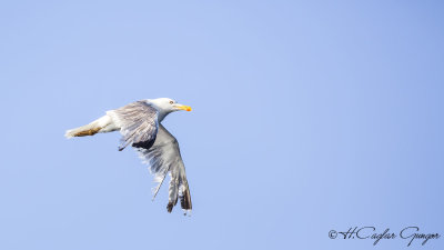 Yellow-legged Gull - Larus michahellis - Gümüş martı