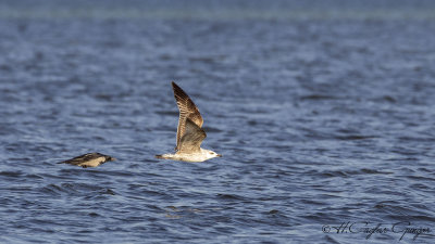 Yellow-legged Gull - Larus michahellis - Gümüş martı