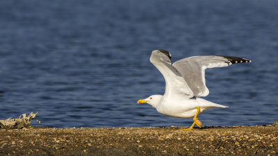 Yellow-legged Gull - Larus michahellis - Gümüş martı