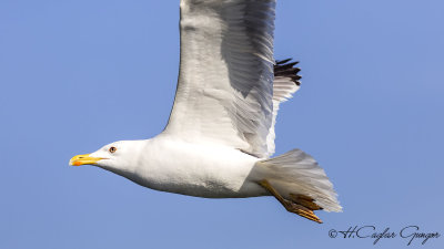 Yellow-legged Gull - Larus michahellis - Gümüş martı