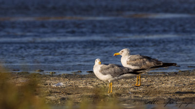 Yellow-legged Gull - Larus michahellis - Gümüş martı