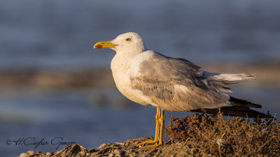 Yellow-legged Gull - Larus michahellis - Gümüş martı