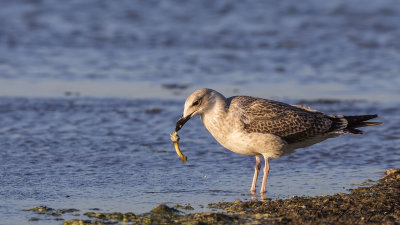 Yellow-legged Gull - Larus michahellis - Gümüş martı