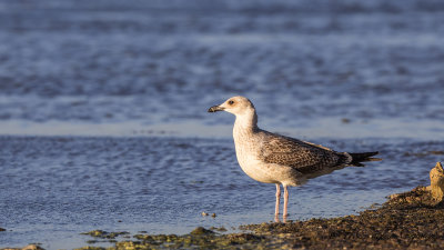 Yellow-legged Gull - Larus michahellis - Gümüş martı