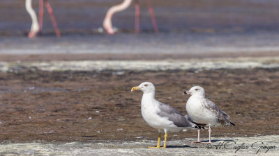 Yellow-legged Gull - Larus michahellis - Gümüş martı