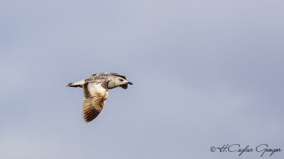 Yellow-legged Gull - Larus michahellis - Gümüş martı