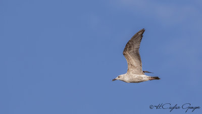 Yellow-legged Gull - Larus michahellis - Gümüş martı