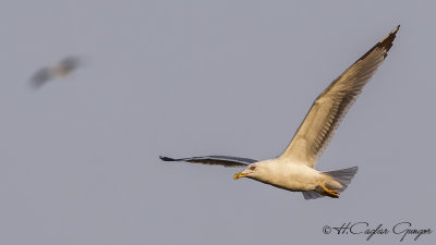 Yellow-legged Gull - Larus michahellis - Gümüş martı