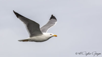 Yellow-legged Gull - Larus michahellis - Gümüş martı