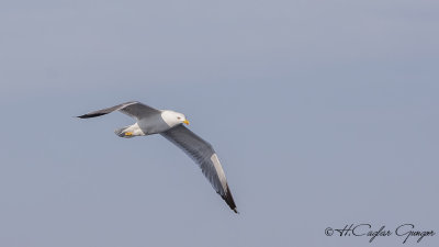 Yellow-legged Gull - Larus michahellis - Gümüş martı