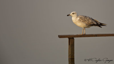 Yellow-legged Gull - Larus michahellis - Gümüş martı