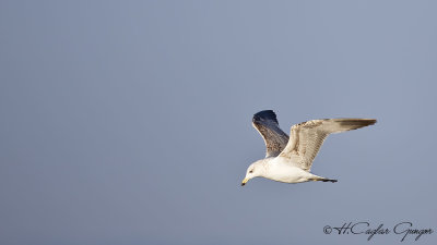 Yellow-legged Gull - Larus michahellis - Gümüş martı