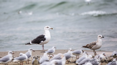 Great Black-backed Gull - Larus marinus - Büyük karasırtlı martı