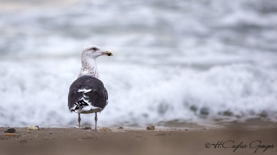 Great Black-backed Gull - Larus marinus - Büyük Karasırtlı martı