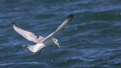 Black-legged Kittiwake - Rissa tridactyla - Karaayaklı martı