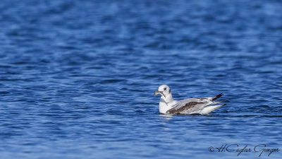 Black-legged Kittiwake - Rissa tridactyla - Karaayaklı martı