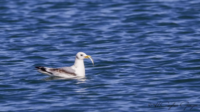 Black-legged Kittiwake - Rissa tridactyla - Karaayaklı martı