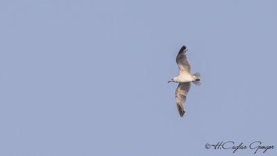 Audouin`s Gull - Ichthyaetus audouinii - Ada martısı