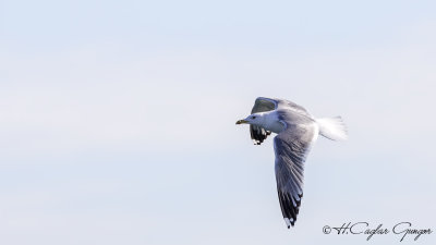 Caspian Gull - Larus cachinnans - Hazar martısı