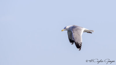 Caspian Gull - Larus cachinnans - Hazar martısı