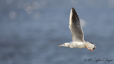 Slender-billed Gull - Larus genei - İncegagalı martı