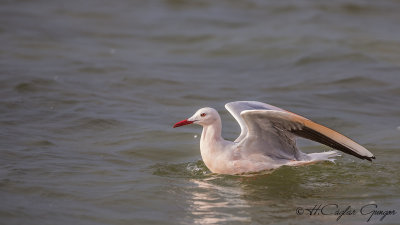 Slender-billed Gull - Larus genei - İncegagalı martı