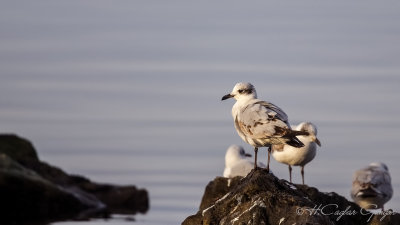 Mediterranean Gull - Larus melanocephalus - Akdeniz martısı