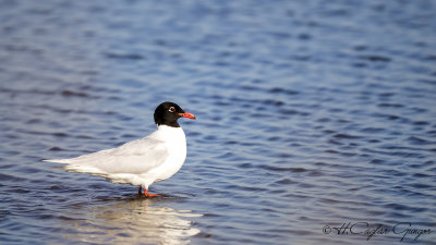 Mediterranean Gull - Larus melanocephalus - Akdeniz martısı