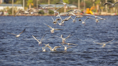 Black-headed Gull - Larus ridibundus - Karabaş martı