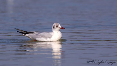 Black-headed Gull - Larus ridibundus - Karabaş martı