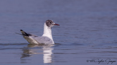 Black-headed Gull - Larus ridibundus - Karabaş martı