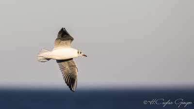 Black-headed Gull - Larus ridibundus - Karabaş martı