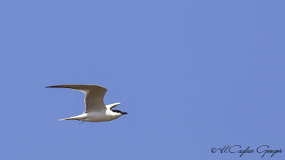 Sandwich Tern - Thalasseus sandvicensis - Karagagalı sumru