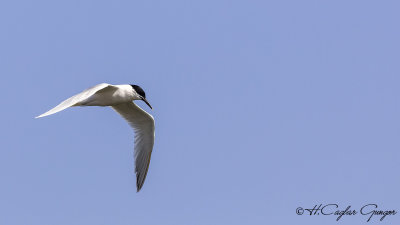 Sandwich Tern - Thalasseus sandvicensis - Karagagalı sumru