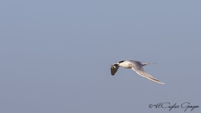 Sandwich Tern - Thalasseus sandvicensis - Karagagalı sumru