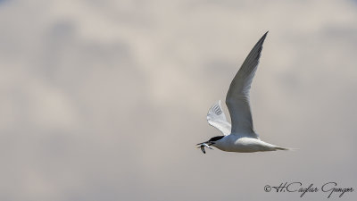 Sandwich Tern - Thalasseus sandvicensis - Karagagalı sumru