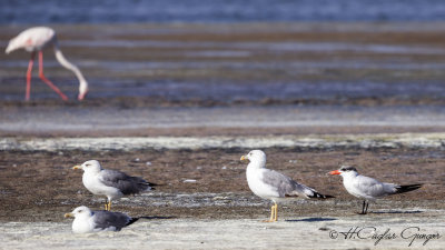 Caspian Tern - Hydroprogne caspia - Hazar sumrusu