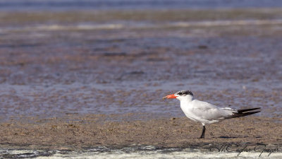 Caspian Tern - Hydroprogne caspia - Hazar sumrusu