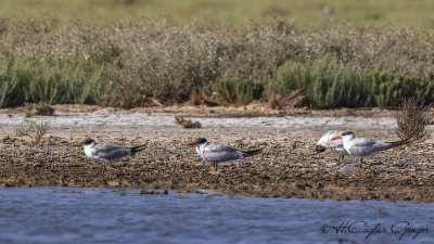 Caspian Tern - Hydroprogne caspia - Hazar sumrusu