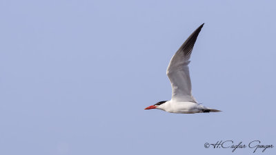 Caspian Tern - Hydroprogne caspia - Hazar sumrusu