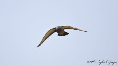 Rock Dove - Columba livia - Kaya güvercini