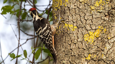 White-backed Woodpecker - Dendrocopos leucotos - Aksırtlı ağaçkakan