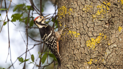 White-backed Woodpecker - Dendrocopos leucotos - Aksırtlı ağaçkakan