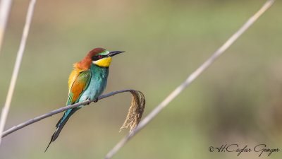 European Bee-eater - Merops apiaster - Arıkuşu