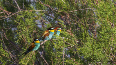 European Bee-eater - Merops apiaster - Arıkuşu